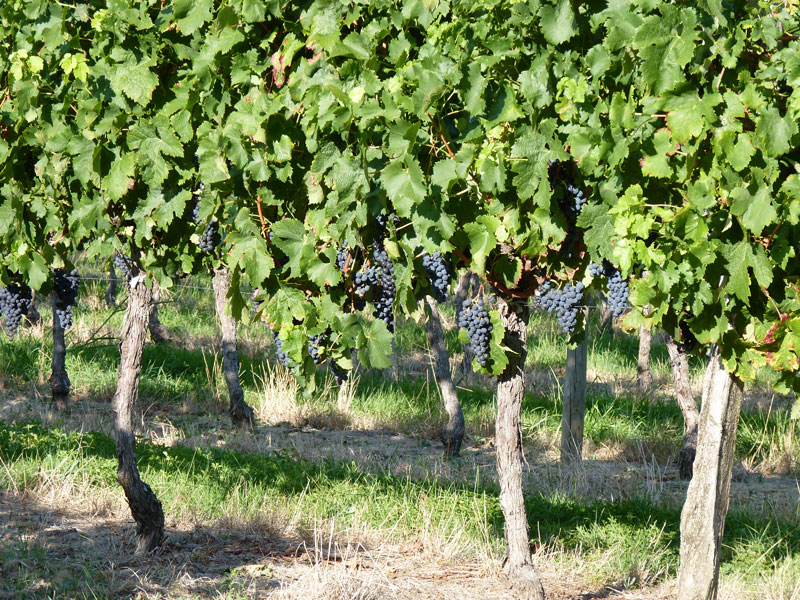 Camblanes-et-meynac-vignes