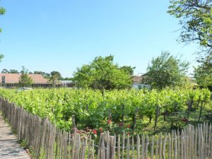 Vignes-St-Aubin-de-Medoc